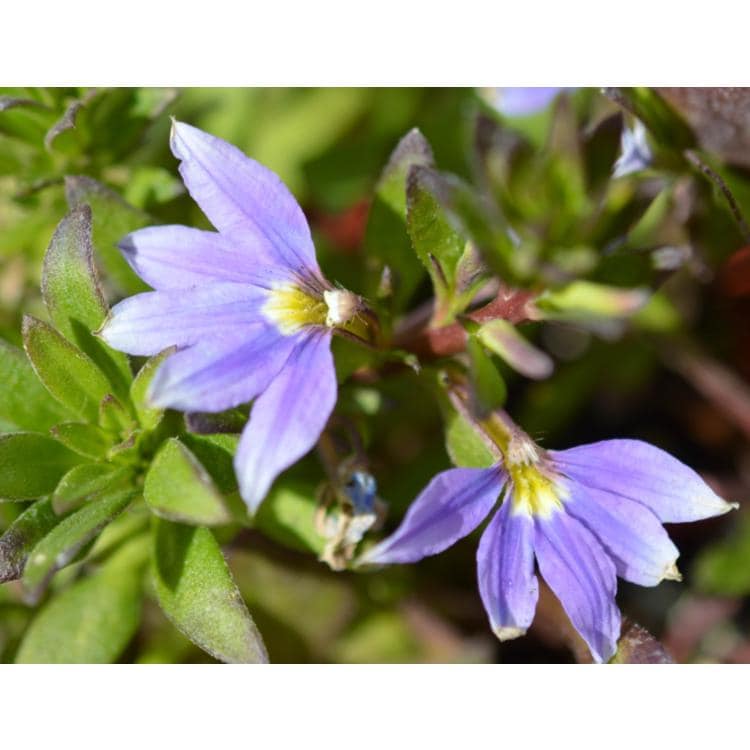 Scaevola Purple Fanfare Live Plants – photo 5