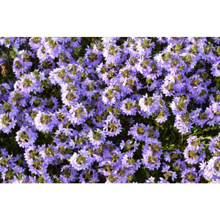 Scaevola Purple Fanfare Live Plants – photo 4