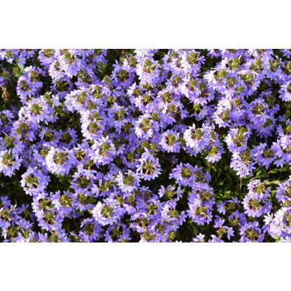 Scaevola Purple Fanfare Live Plants – photo 4