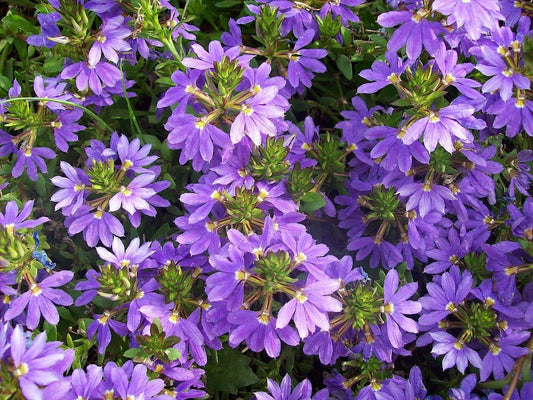 Scaevola Purple Fanfare Live Plants | Pack of 2 | 5-9" Tall | Fan Flower