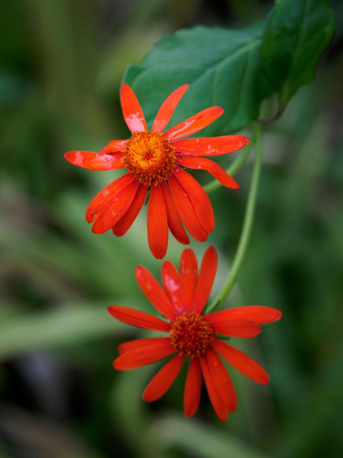 Mexican Flame Vine Live Plants | Pack of 2 (TWO) | 5-9" Tall | Senecio Confusus | Orange Glow Vine | Climbing Monarch Butterfly Magnet