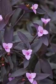 Purple Heart Setcreasea Live Plants | Pack of 2 (TWO) | 5-9" Tall | Tradescantia Pallida / Purple Queen | Vivid Violet Trailing Houseplant
