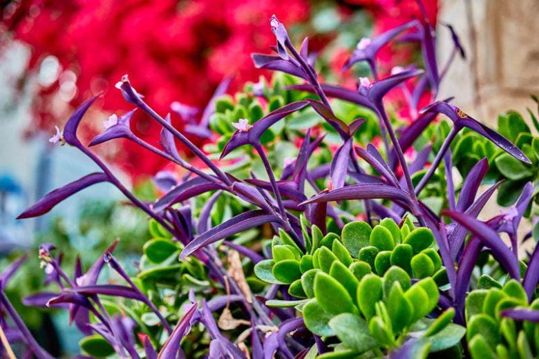 Purple Heart Setcreasea Live Plants | Pack of 2 (TWO) | 5-9" Tall | Tradescantia Pallida / Purple Queen | Vivid Violet Trailing Houseplant