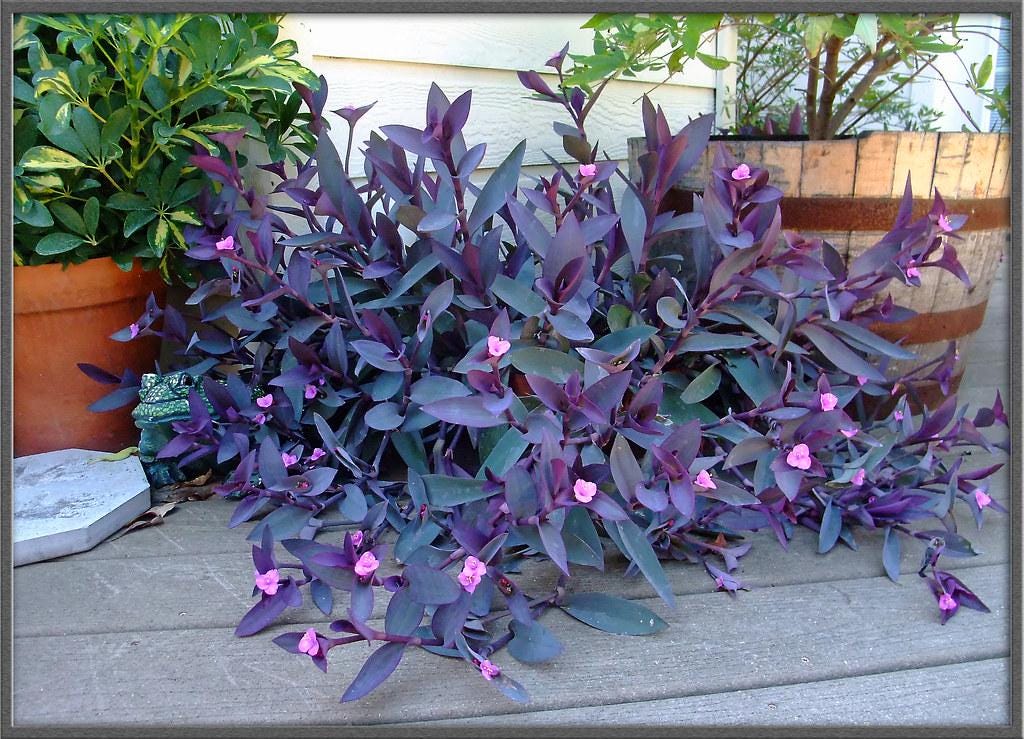 Purple Heart Setcreasea Live Plants | Pack of 2 (TWO) | 5-9" Tall | Tradescantia Pallida / Purple Queen | Vivid Violet Trailing Houseplant