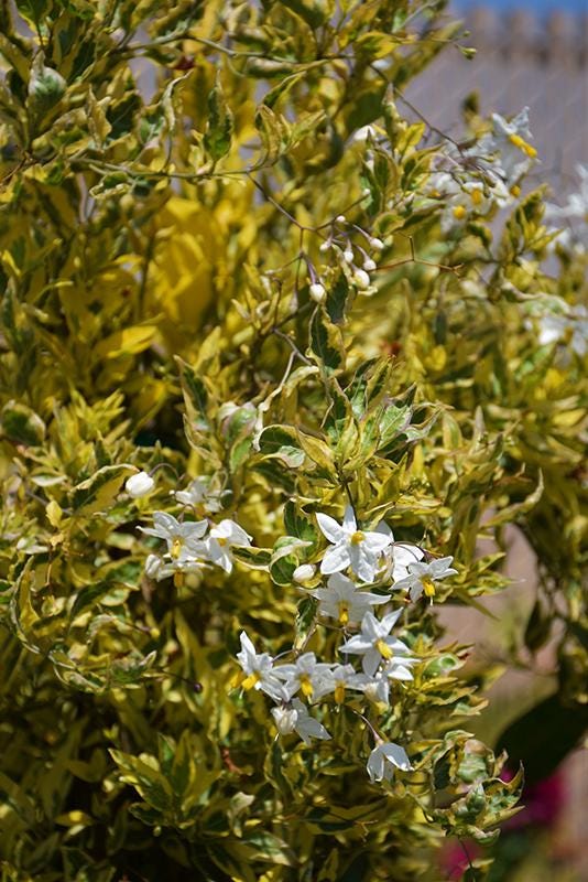 Variegated Potato Vine Plants | Pack of 2 (TWO) | 5-9 Inch Solanum Jasminoides | Jasmine Nightshade | Fast-Growing Climber