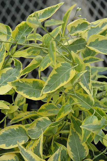 Variegated Potato Vine Plants | Pack of 2 (TWO) | 5-9 Inch Solanum Jasminoides | Jasmine Nightshade | Fast-Growing Climber