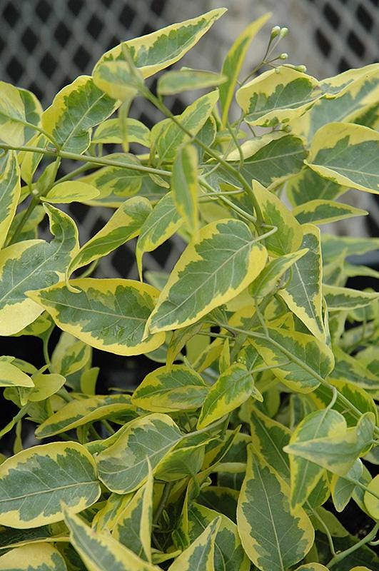 Variegated Potato Vine Plants | Pack of 2 (TWO) | 5-9 Inch Solanum Jasminoides | Jasmine Nightshade | Fast-Growing Climber