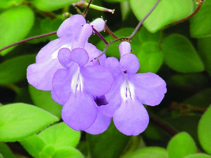 Concord Blue Streptocarpella Plants | Pack of 2 (TWO) | 5-9 Inch Streptocarpus Saxorum | False African Violet | Shade Loving Nodding Violet
