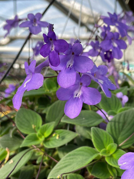 Concord Blue Streptocarpella Plants | Pack of 2 (TWO) | 5-9 Inch Streptocarpus Saxorum | False African Violet | Shade Loving Nodding Violet