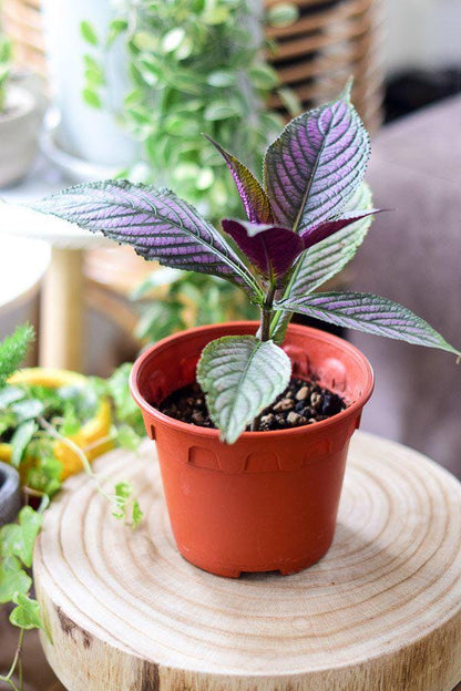 Persian Shield Live Plants | Pack of 2 (TWO) | 5-9 Inch Strobilanthes Dyerianus | Royal Purple