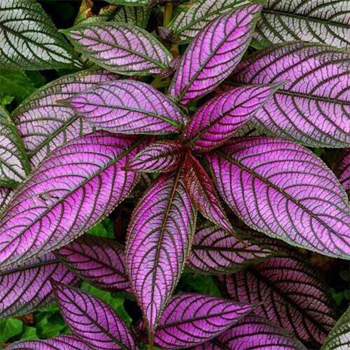 Persian Shield Live Plants | Pack of 2 (TWO) | 5-9 Inch Strobilanthes Dyerianus | Royal Purple