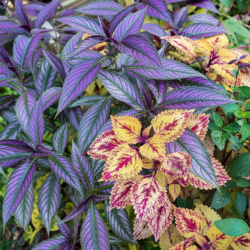 Persian Shield Live Plants | Pack of 2 (TWO) | 5-9 Inch Strobilanthes Dyerianus | Royal Purple