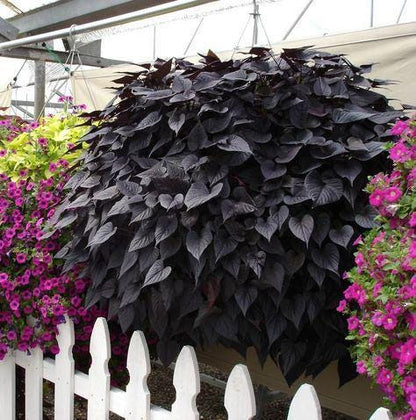 Black Heart Sweet Potato Vine Plants | Pack of 2 (TWO) | 5-9 Inch Ipomoea Batatas | Ornamental Purple Foliage