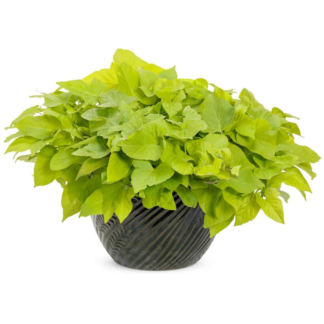 Margarita Sweet Potato Vine Plants | Pack of 2 (TWO) | 5-9 Inch Ipomoea Batatas | Chartreuse Lime Green Foliage