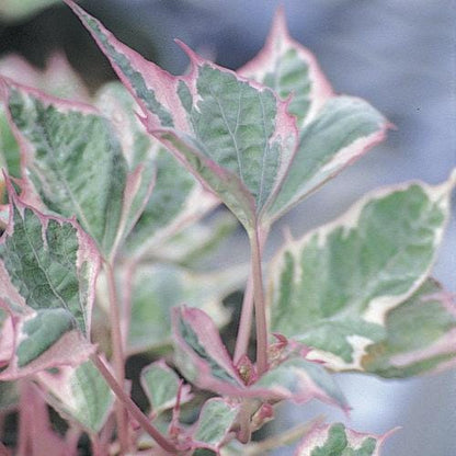 Tricolor Sweet Potato Vine Plants | Pack of 2 (TWO | 5-9 Inch Ipomoea Batatas | Pink, White & Green Variegated Foliage