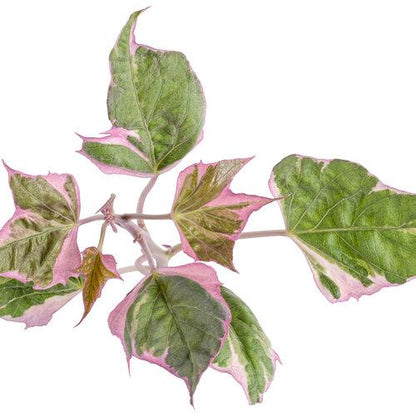 Tricolor Sweet Potato Vine Plants | Pack of 2 (TWO | 5-9 Inch Ipomoea Batatas | Pink, White & Green Variegated Foliage