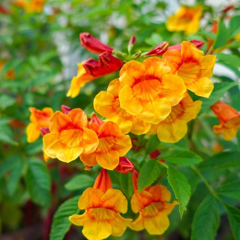 Tecoma Stans Orange Live Plants | Pack of 2 (TWO) | 5-9 Inch Orange Jubilee / Esperanza | Heat Tolerant Trumpet Bush | Fast Growing