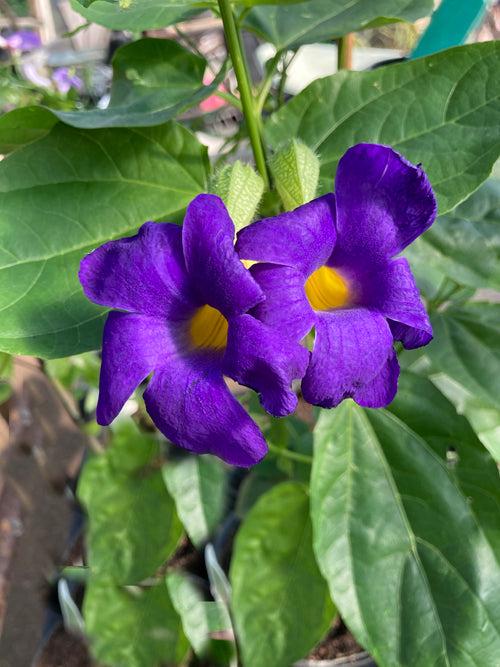 Blue Glory Vine Plants | Pack of 2 (TWO) | 5-9 Inch Thunbergia Battiscombei | Blue Boy | Royal Blue Flowering Scrambling Shrub