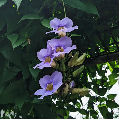 Thunbergia Grandiflora Plants | Pack of 2 (TWO) | 5-9 Inch Blue Trumpet Vine | Sky Vine / Bengal Clock Vine | Fast-Growing