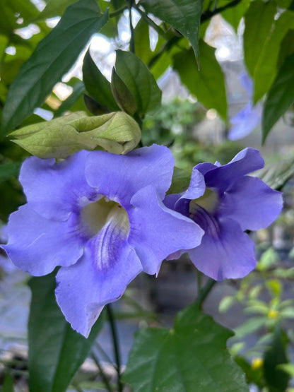 Thunbergia Grandiflora Plants | Pack of 2 (TWO) | 5-9 Inch Blue Trumpet Vine | Sky Vine / Bengal Clock Vine | Fast-Growing