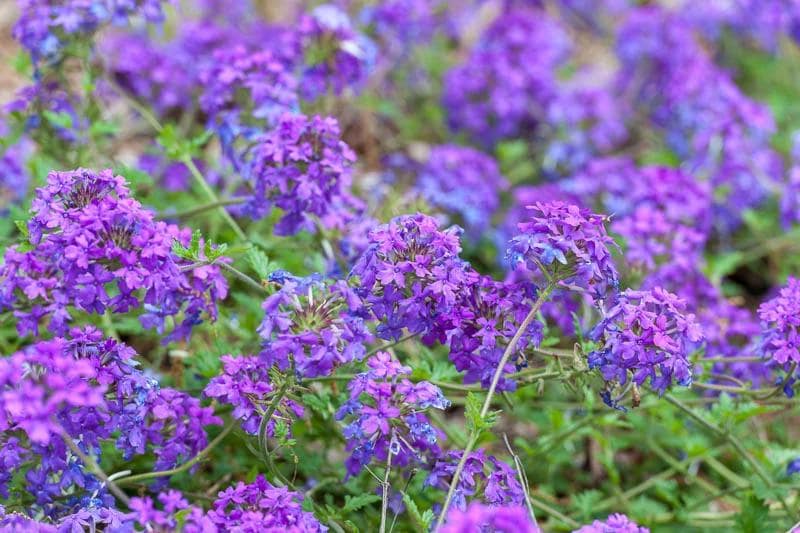 Verbena Homestead Purple Live Plants | Pack of 2 (TWO) | 5-9" Tall | Glandularia Canadensis