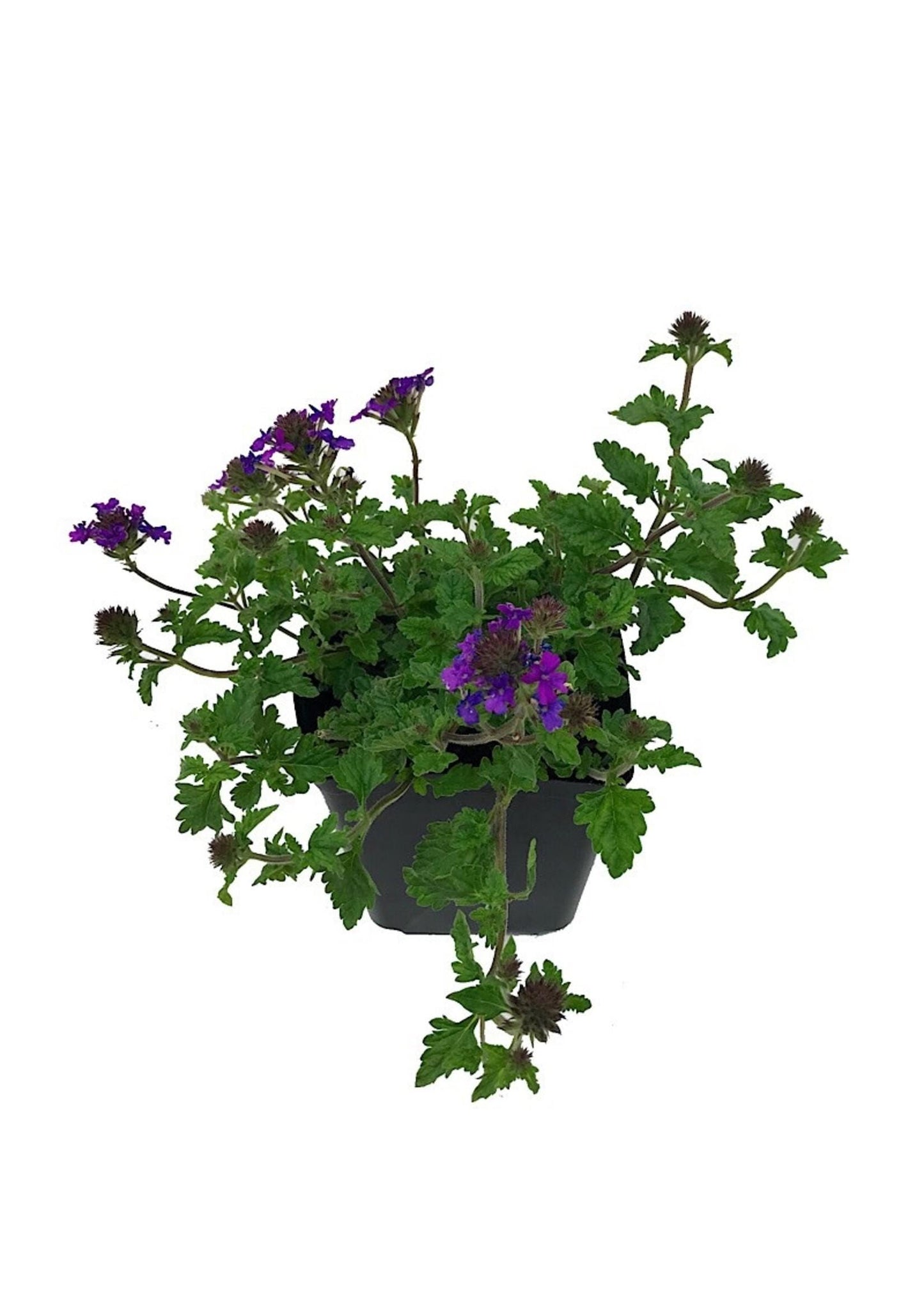 Verbena Homestead Purple Live Plants | Pack of 2 (TWO) | 5-9" Tall | Glandularia Canadensis