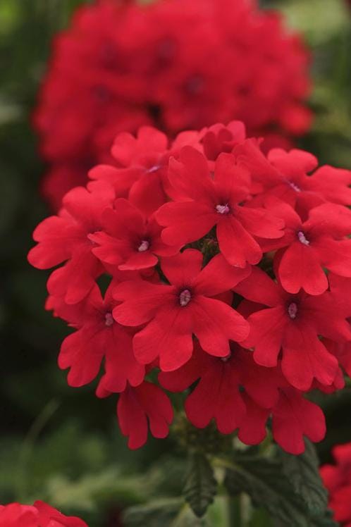 Verbena Homestead Red Live Plants | Pack of 2 (TWO) | 5-9" Tall | Glandularia Canadensis