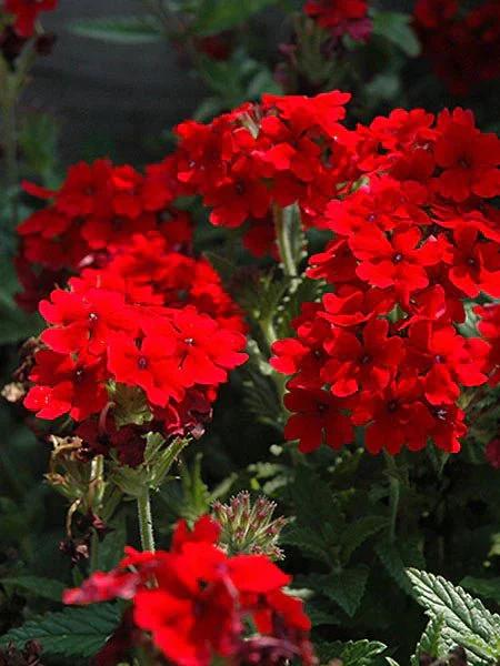 Verbena Homestead Red Live Plants | Pack of 2 (TWO) | 5-9" Tall | Glandularia Canadensis
