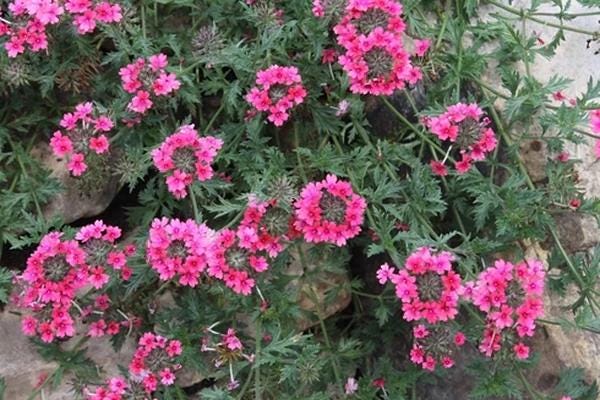 Verbena St. Paul Pink Live Plants | Pack of 2 (TWO) | 5-9" Tall | Verbena Canadensis Rosea | Texas Tuff Pink