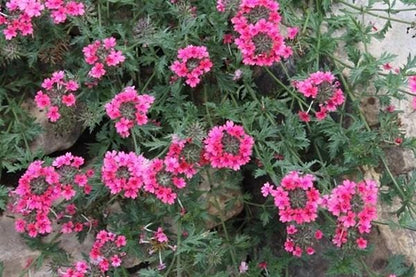 Verbena St. Paul Pink Live Plants | Pack of 2 (TWO) | 5-9" Tall | Verbena Canadensis Rosea | Texas Tuff Pink