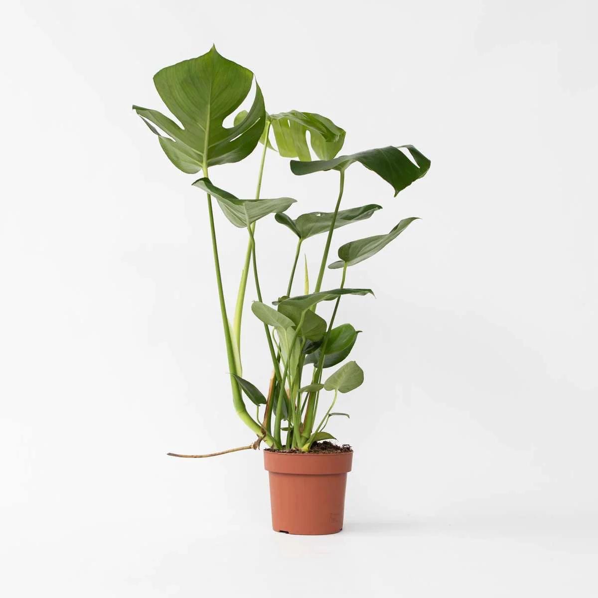 Monstera Deliciosa Live Plant | 5-9 Inch Swiss Cheese Plant | Split Leaf Tropical Houseplant for Indoor Air Purification & Home Decor
