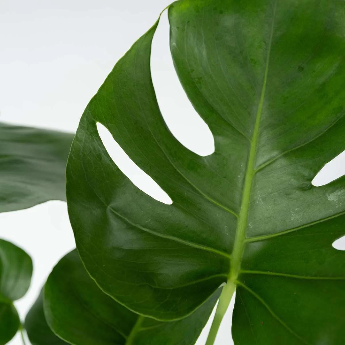 Monstera Deliciosa Live Plant | 5-9 Inch Swiss Cheese Plant | Split Leaf Tropical Houseplant for Indoor Air Purification & Home Decor