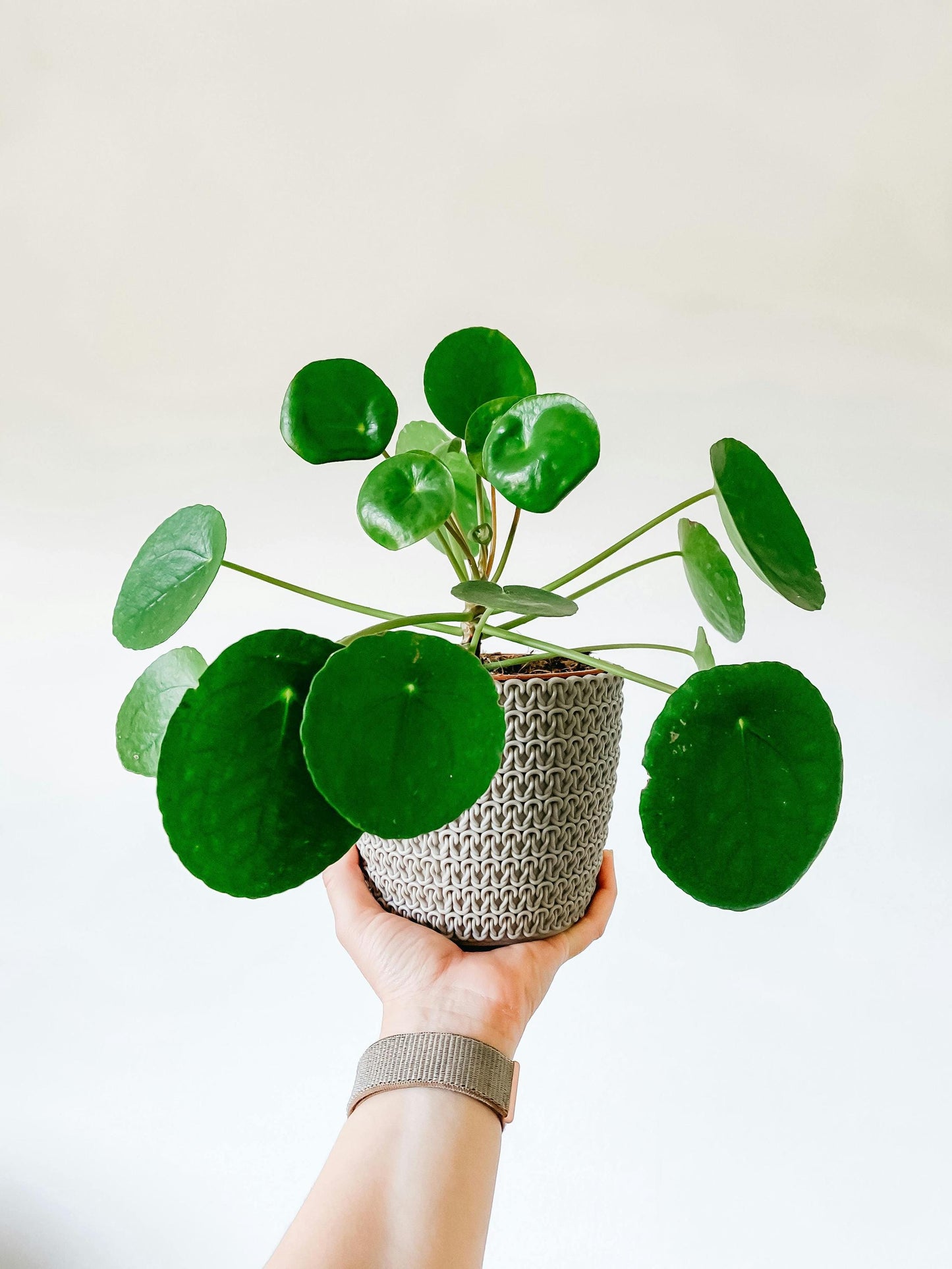 Chinese Money Plant | 5-9 Inch Pilea Peperomioides | UFO Plant | Round Leaf Pancake Plant for Indoor Modern Decor | Pet Friendly Houseplant