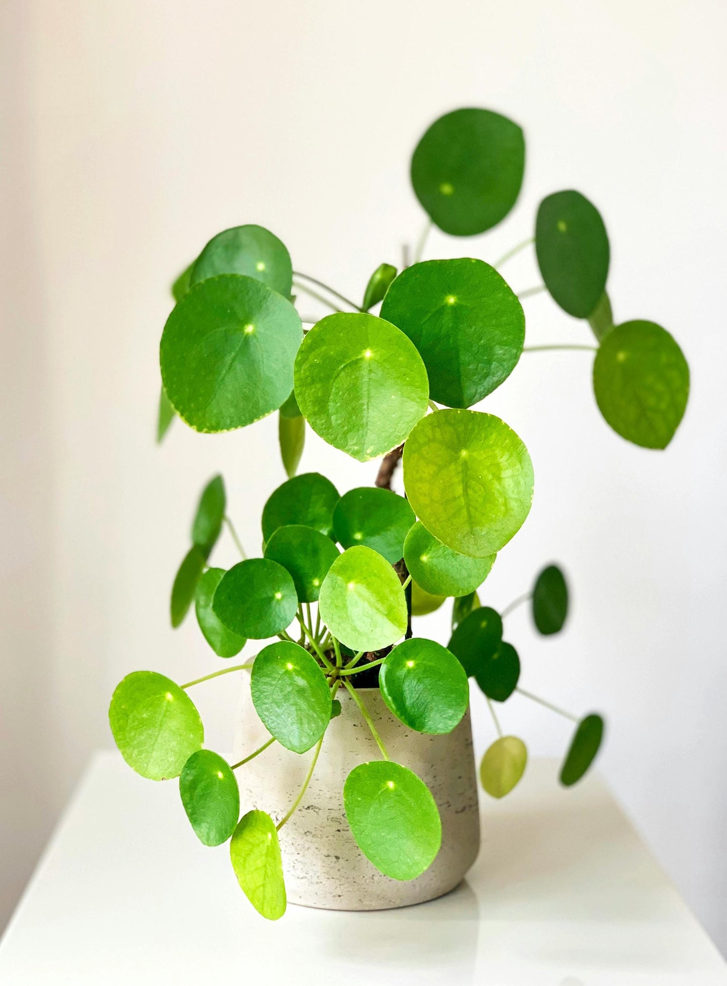 Chinese Money Plant | 5-9 Inch Pilea Peperomioides | UFO Plant | Round Leaf Pancake Plant for Indoor Modern Decor | Pet Friendly Houseplant