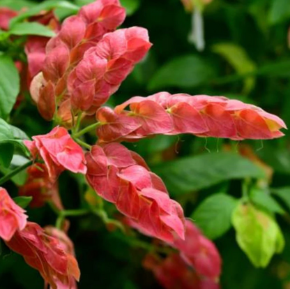Red Shrimp Plant Pack of 3