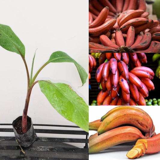 Red Cuban Banana Tree - Red Dacca Banana