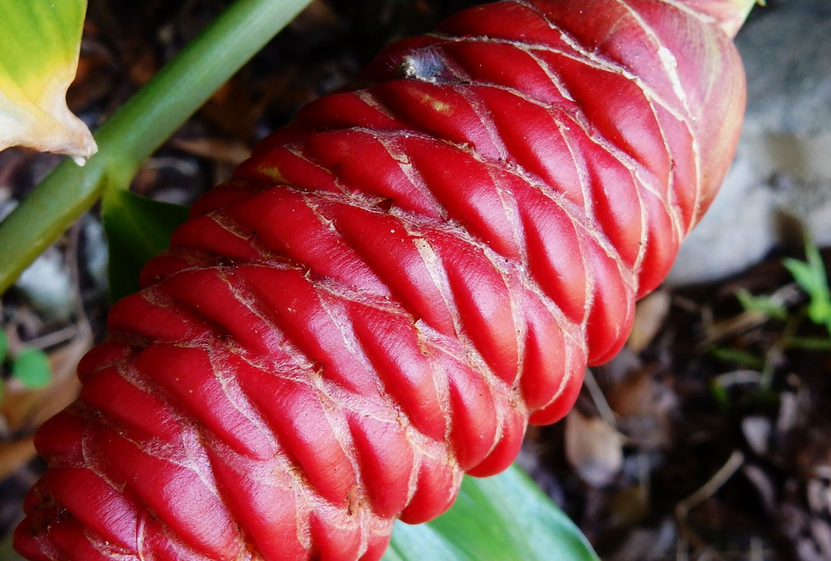 Shampoo Ginger Rhizomes (Roots) – photo 6