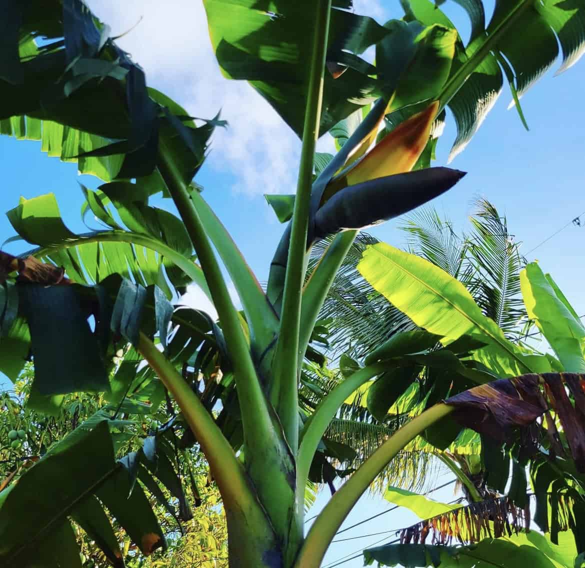 Sweetheart Banana Plant Rare 'Musa FHIA-3'