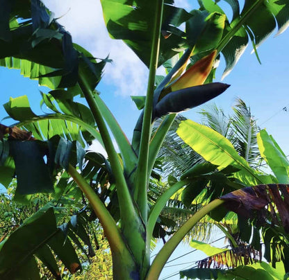 Sweetheart Banana Plant Rare 'Musa FHIA-3'