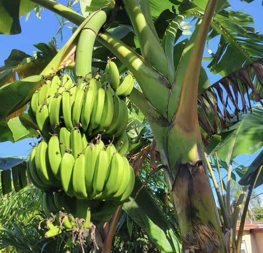 Sweetheart Banana Plant Rare 'Musa FHIA-3'