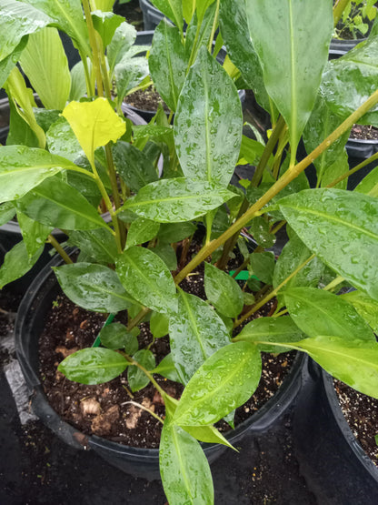 Shampoo Ginger (Zingiber zerumbet) Plant