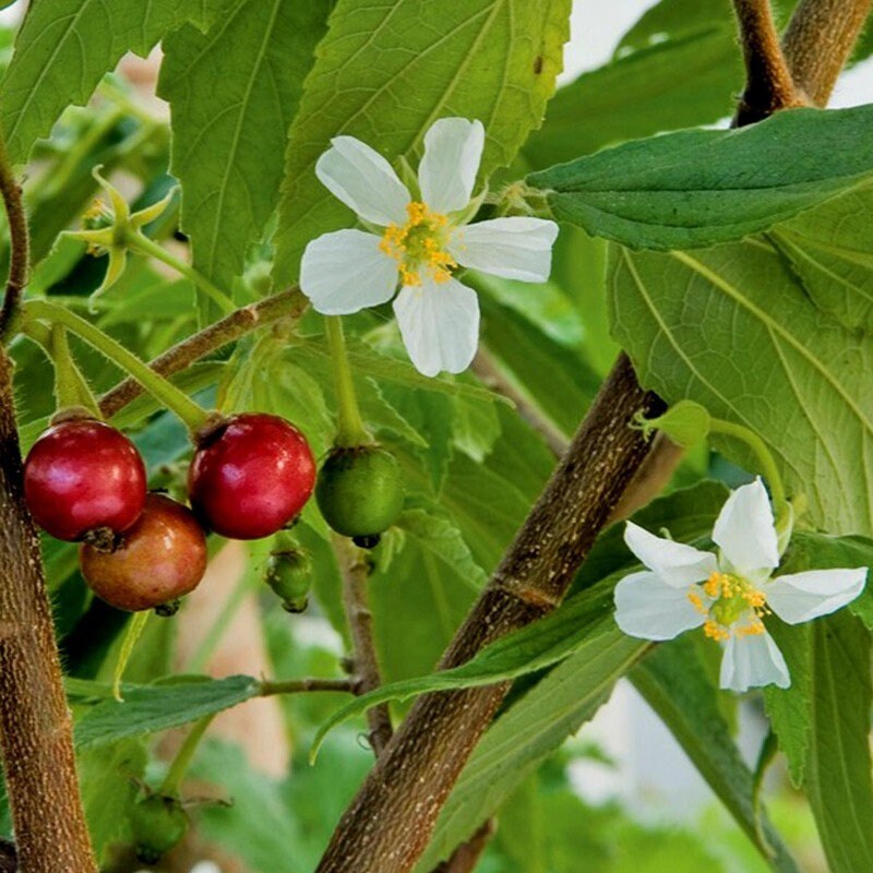 Strawberry Tree