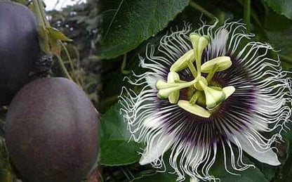 Purple Passion Fruit Tree