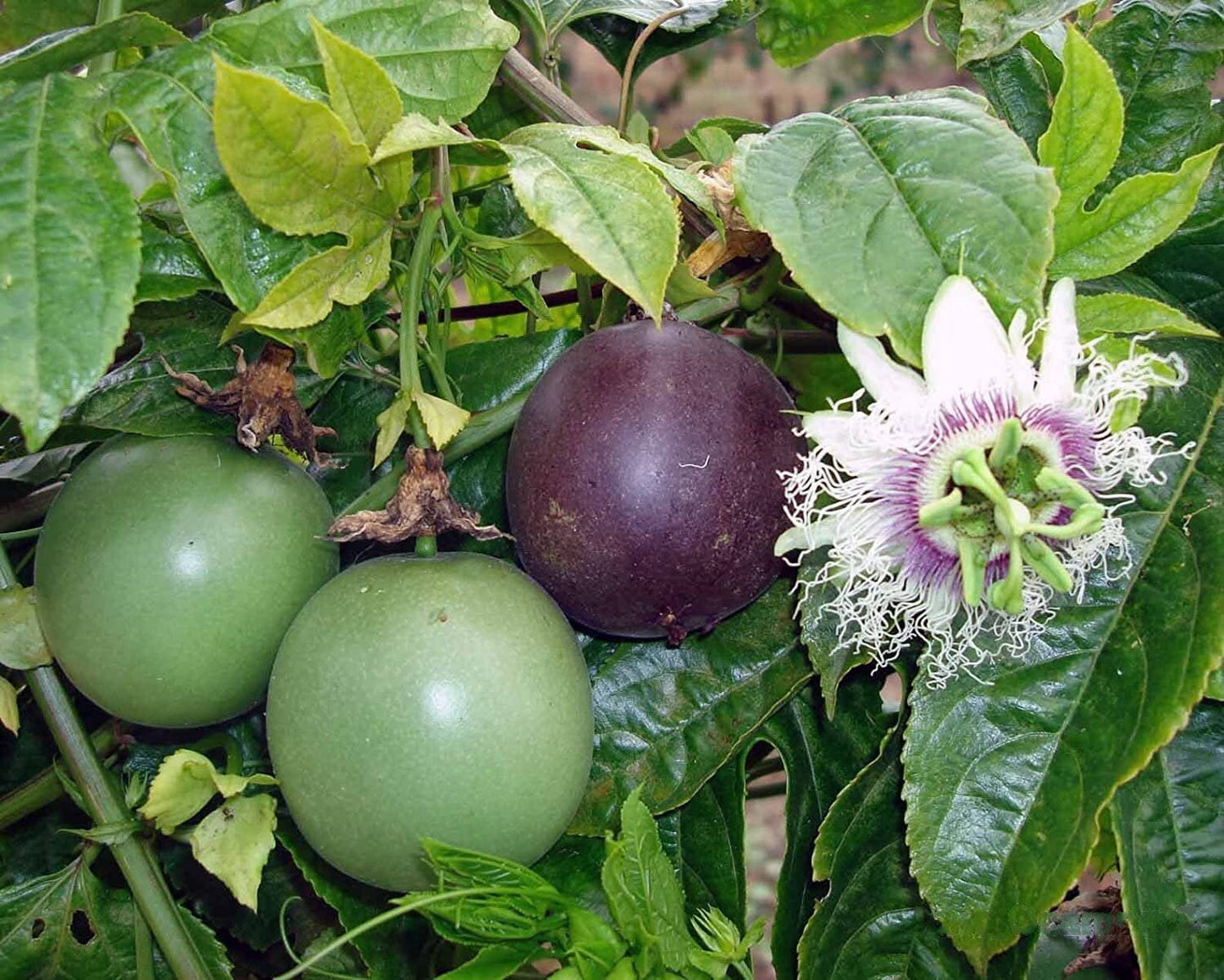 Purple Passion Fruit Tree