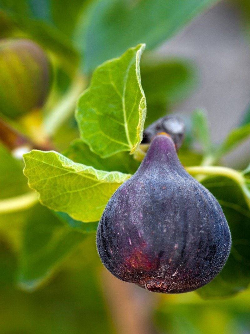 Black Mission Fig Tree