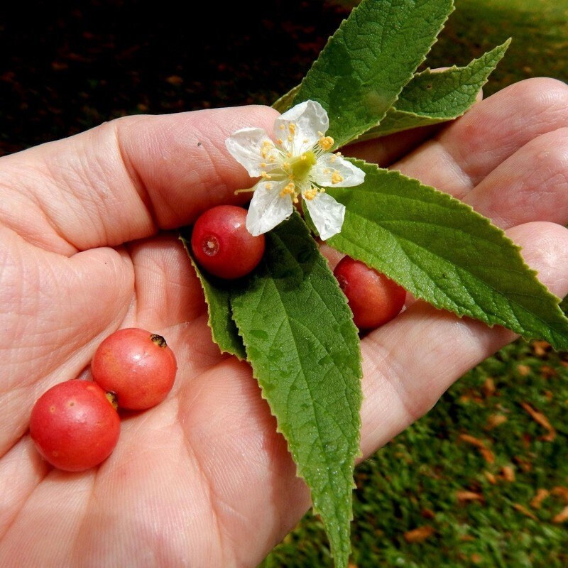 Strawberry Tree