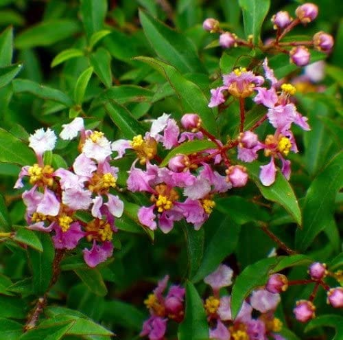 Barbados Cherry Tree