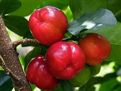 Barbados Cherry Tree