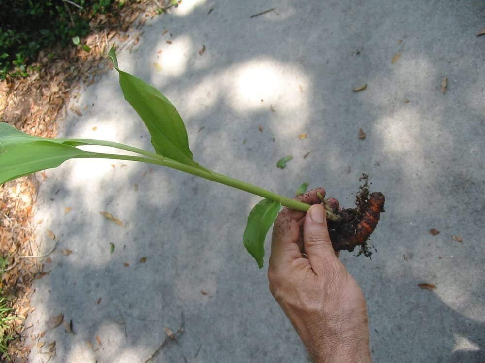 Yellow Turmeric Ginger