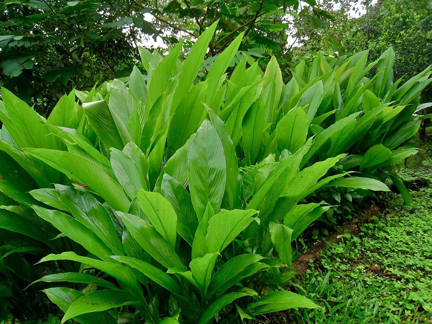 Yellow Turmeric Ginger